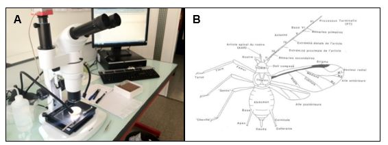 Identification taxonomique des pucerons (A) sous stéréomicroscope, (B) sur la base des critères morphologiques à l’aide de plusieurs clés