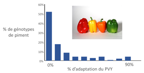 Variation du taux d’adaptation d’un virus à un gène de résistance à effet majeur chez le piment