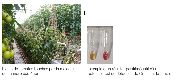 outils innovants de détection de micro-organismes pathogènes de plantes utilisables sur le terrain au sein de stratégies de lutte intégrée