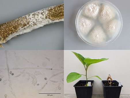 Etiologie de la fusariose vasculaire de l’aubergine