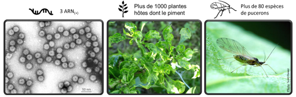 Le virus de la mosaïque du concombre est un virus multi-partite composé de 3 particules contenant chacune un ARN de polarité positive. Il infecte une gamme d’hôtes exceptionnellement large, dont le piment d’Espelette. Il se transmet par la graine chez certaines plantes hôtes, et par plus de 80 espèces de pucerons selon le mode non-persistant.