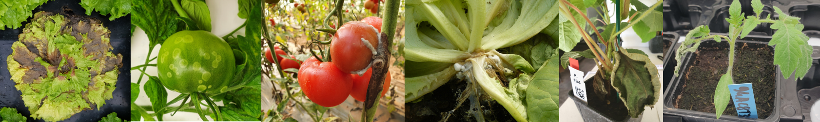 Modèles de pathosystèmes étudiées par l'équipe MISTRAL : (de gauche à droite) : - Botrytis cinerea sur laitue et sur tomate (taches fantômes sur fruit et attaque sur tige) - Sclerotinia sclerotiorum sur laitue - Pseudomonas syringae sur kiwi - Clavibacter michiganensis subsp. michiganensis sur tomate