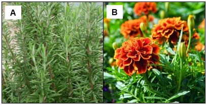 Plantes aromatiques répulsives pour les pucerons : (A) romarin (Rosmarinus officinalis), (B) œillet d’Inde ou tagète (Tagetes patula nana)