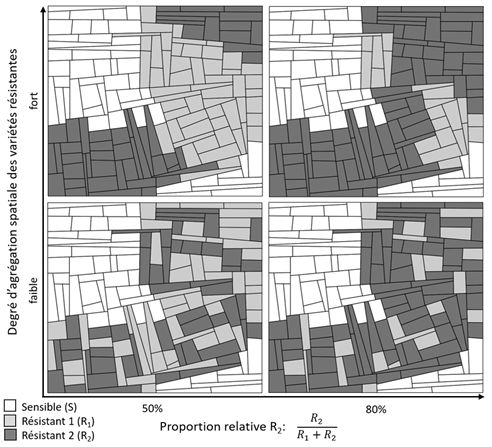 Exemples de simulation de paysages en mosaïque de 3 variétés. Un algorithme permet de contrôle les proportions et niveau d’agrégation des différentes variétés.