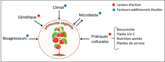 Combiner plusieurs leviers (biocontrôle, immunité végétale, et autres méthodes) au sein de stratégies de protection intégrée pour renforcer leurs durabilité et efficacité