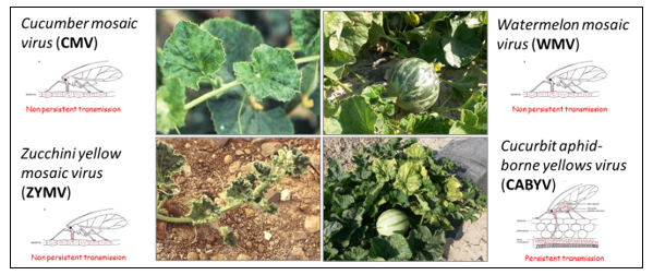 Cucumber mosaic virus (CMV), Watermelon mosaic virus(WMV), Zucchini yellow mosaic virus (ZYMV), Cucurbit aphid-borne yellows virus (CABYV)