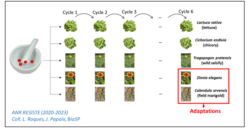 Protocole d’évolution expérimentale de l’endive necrotic mosaic virus