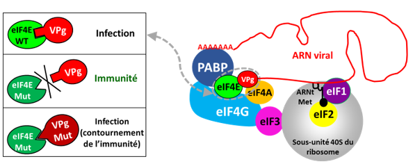 Le complexe de protéines d'initiation de la traduction chez les eucaryotes et son rôle dans la résistance aux virus