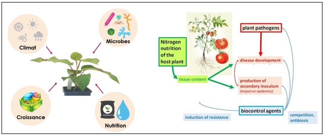 Illustration de la multiplicité des facteurs biotiques et abiotiques pouvant affecter la sévérité des maladies des plantes