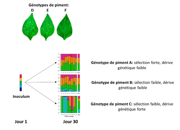 Effets contrastés de dérive génétique au sein d’une population virale (potato virus Y: PVY) lors de l’infection de trois variétés de piment