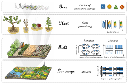 Stratégies de déploiement de la résistance des plantes. La gestion durable de la résistance passe par le choix de la source de résistance et son déploiement dans le temps et l’espace avec pour objectif de limiter voire empêcher son contournement par les agents pathogènes.