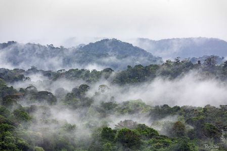 Forêt amazonienne