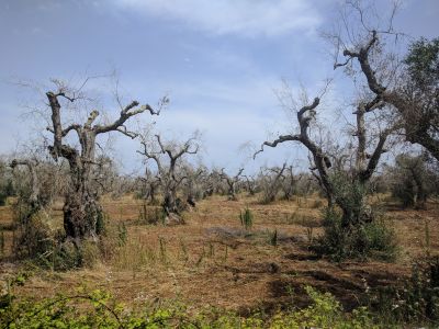Pierce's disease - Xylella fastidiosa