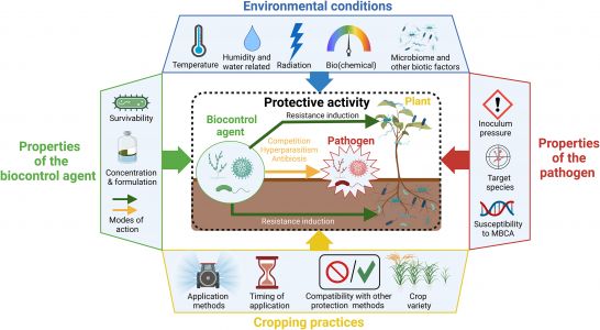 Pressecq, T., Nicot, P.C., Bourgeay, J.-F., Rousselin, A., Goillon, C., Tchamitchian, M., Bardin, M. (2025) Can available scientific information be mobilised to ensure the efficacy of microbial biocontrol agents against plant diseases in the field? Crop Protection, 190, 107115. https://doi.org/10.1016/j.cropro.2025.107115