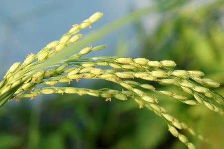 Riz