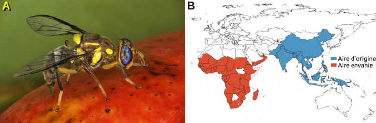 Dispersion de la mouche orientale des fruits dans les paysages agricoles sénégalais