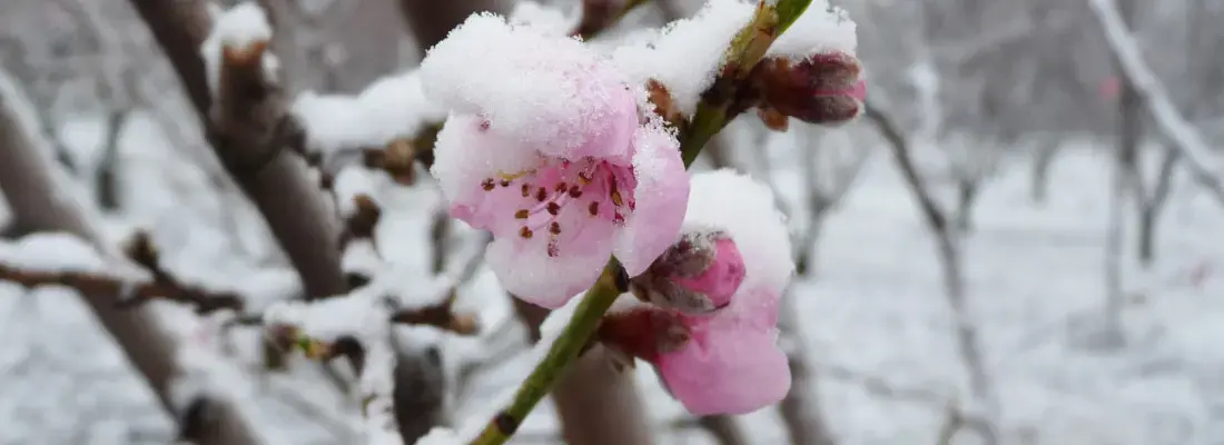 Gel sur fleur arbre fruitier