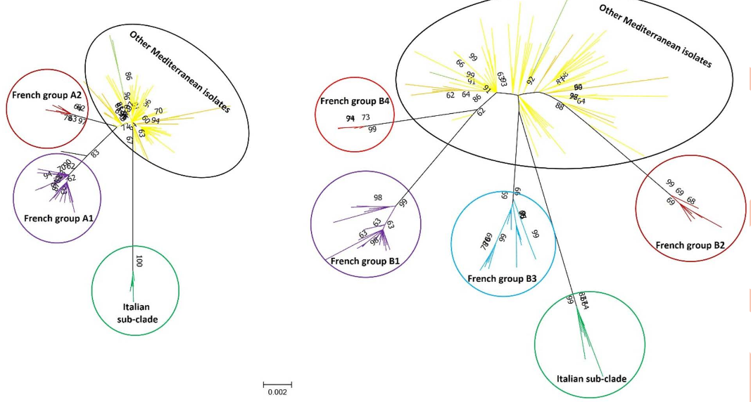 Phylogeny ToLCNDV