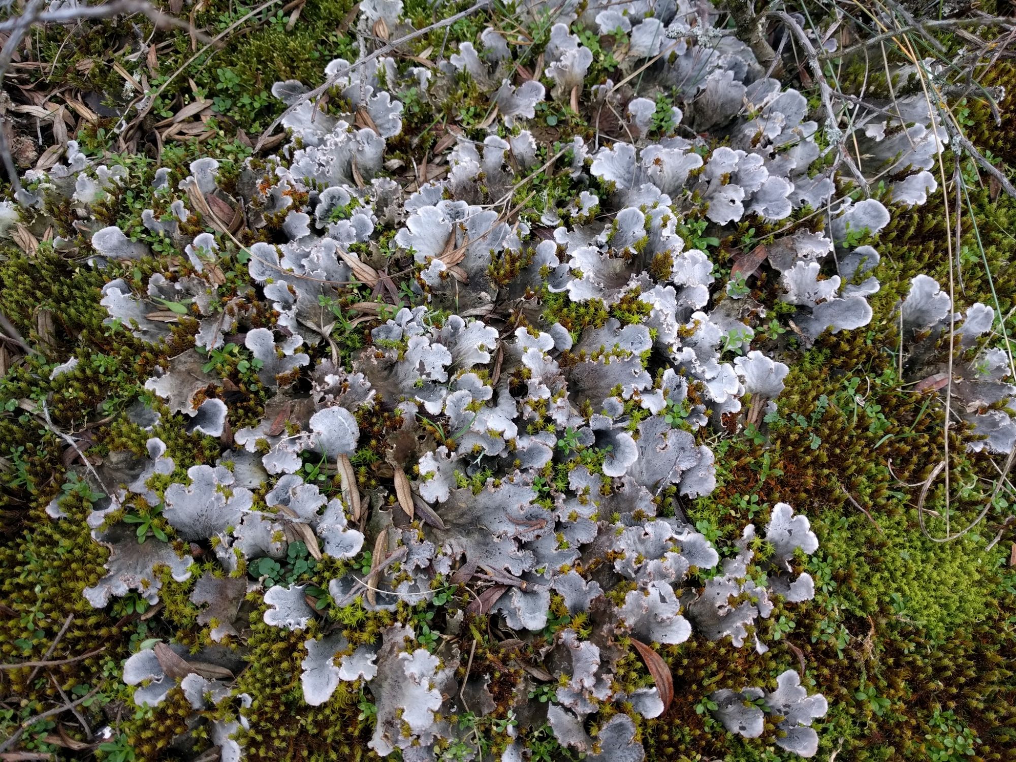 Lichen Peltigera