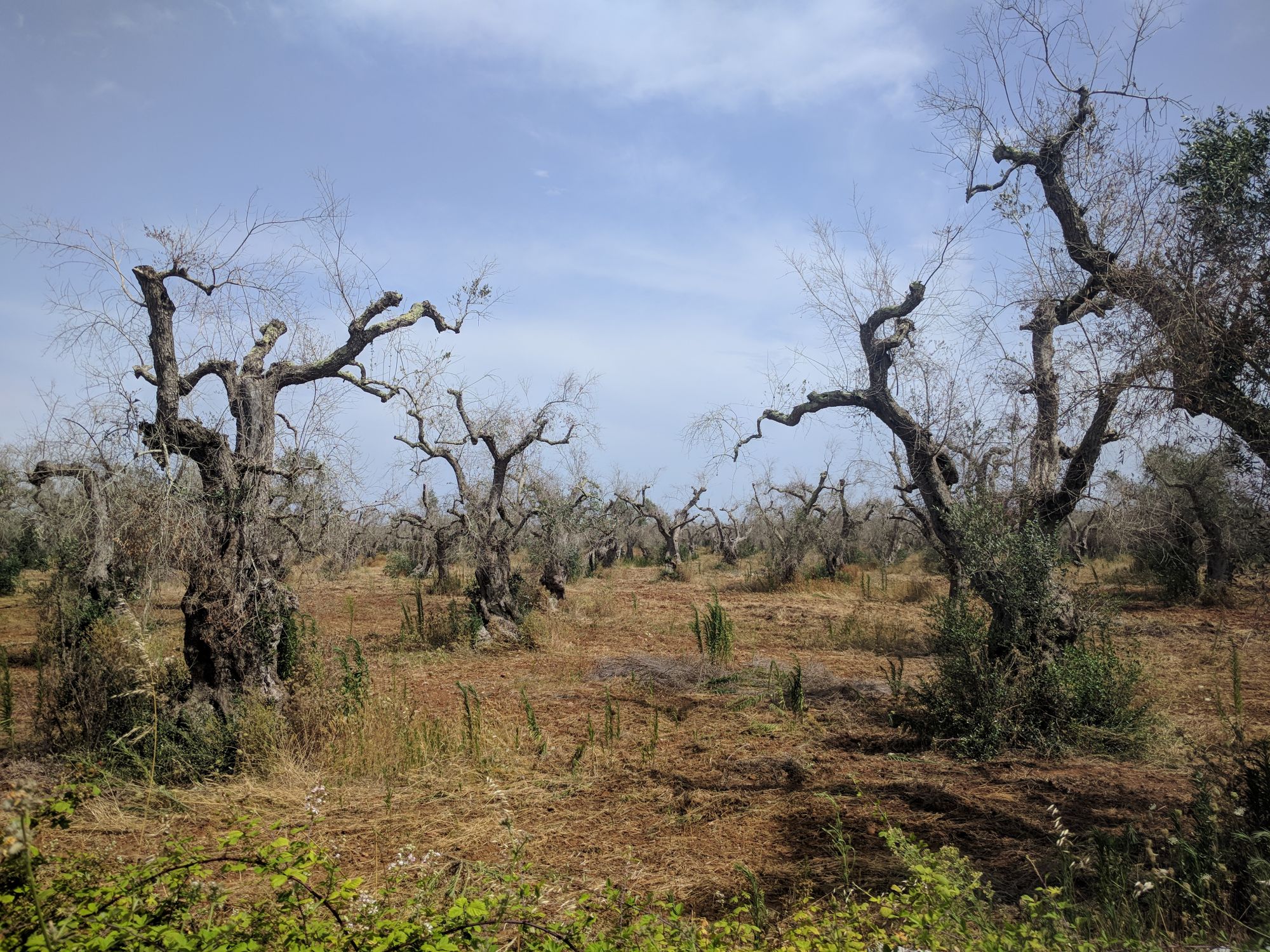 Pierce's disease - Xylella fastidiosa