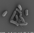 Pseudomas_syringae