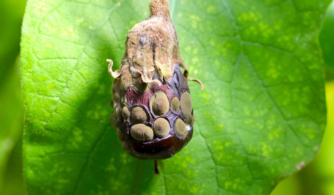 Triple attaque de champignons sporulant sur fruit d’aubergine : Botrytis cinerea, Cladosporium sp. et Botryosporium sp. lors d'une visite d'exploitation sous abris dans le Lot-et-Garonne