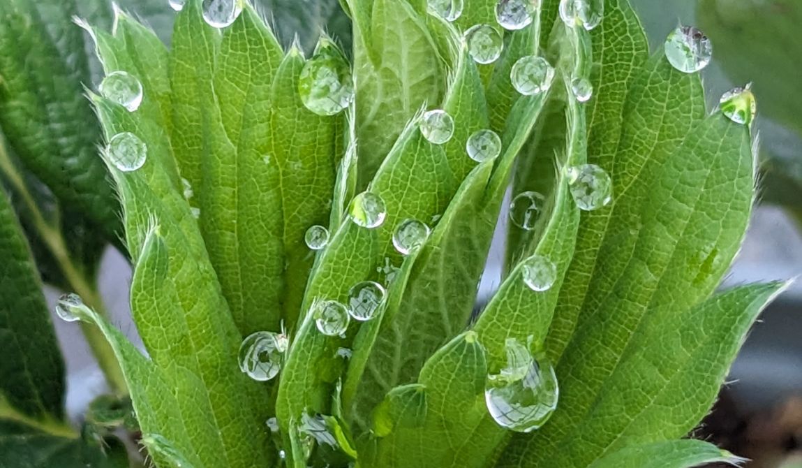 Phénomène de guttation sur jeune feuille de fraisier Gariguette. In natura, les gouttelettes de sève exsudées par les hydathodes bénéficient à de nombreux insectes qui s’y abreuvent. Photo prise dans le cadre du projet CASDAR PRICE qui vise notamment à étudier l’effet de la fertirrigation comme levier pour réduire le risque oïdium et pucerons en culture de fraises.